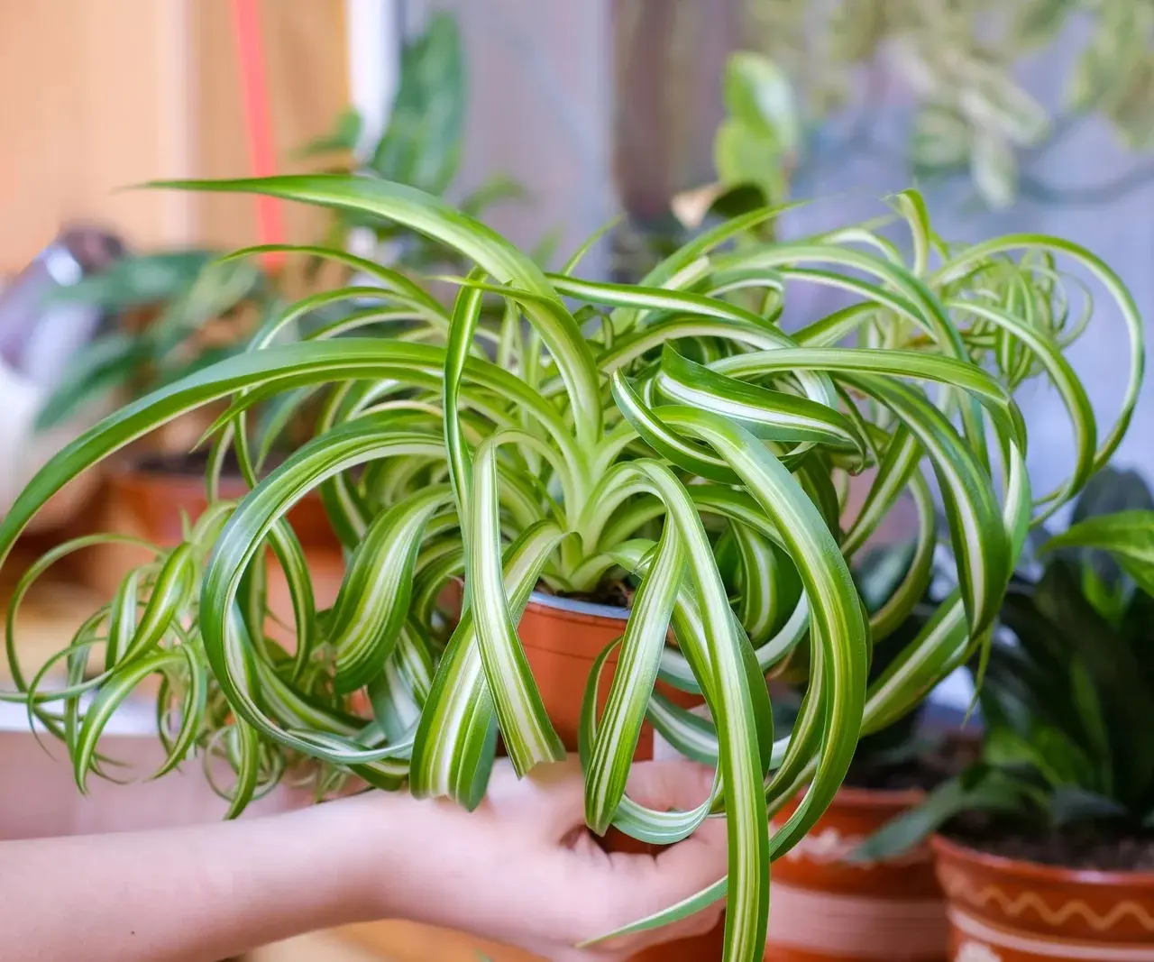 Healthy spider plant with lush green variegated leaves growing in a pot