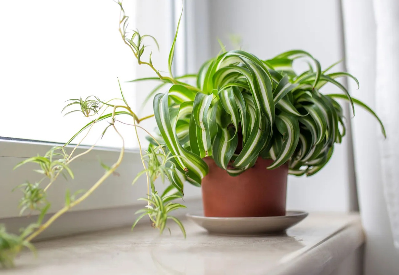 reasons-a-Bonnie-curly-spider-plant-loses-its-curl