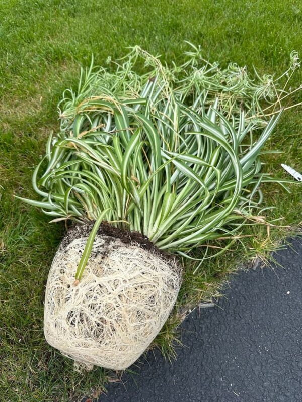 Root bound spider plant removed from its pot before dividing