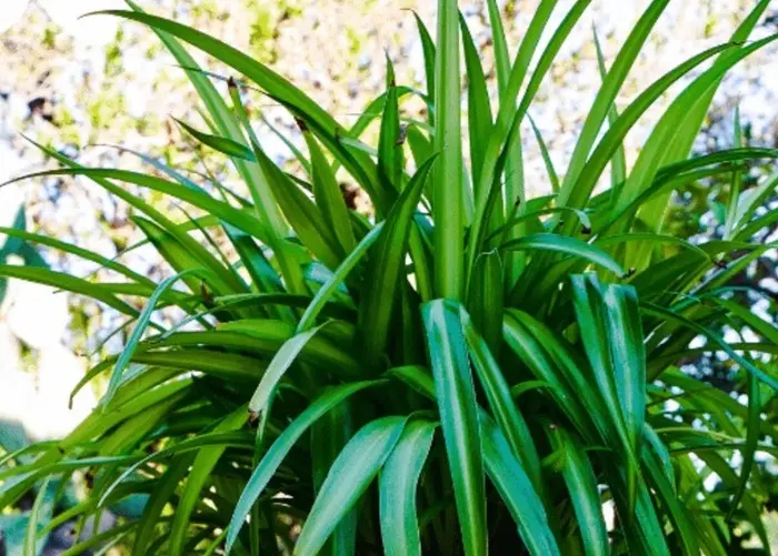 Shamrock spider plant with dense green foliage growing outdoors in natural light