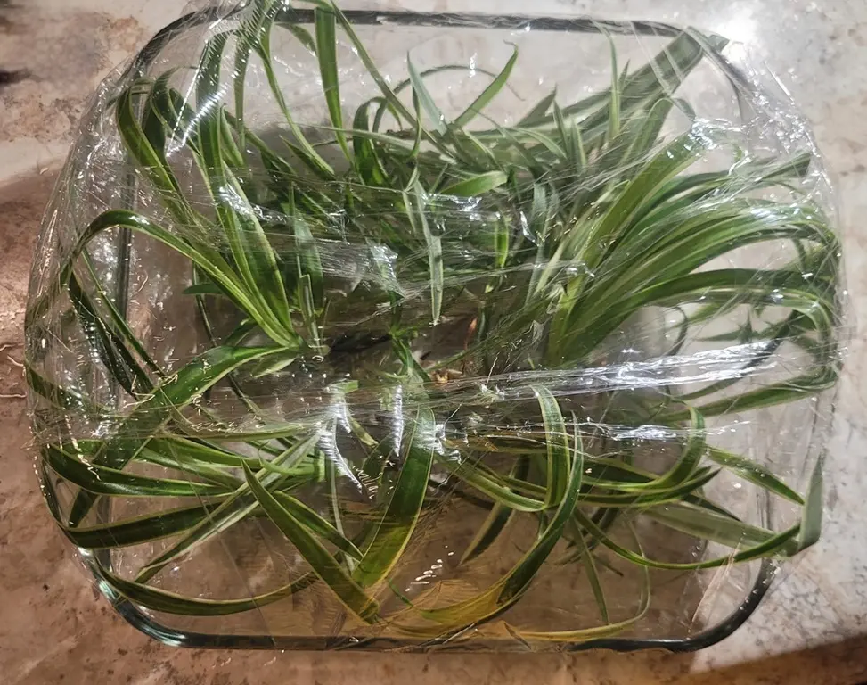 Spider plant babies air propagating in a humidity container covered with plastic wrap without water