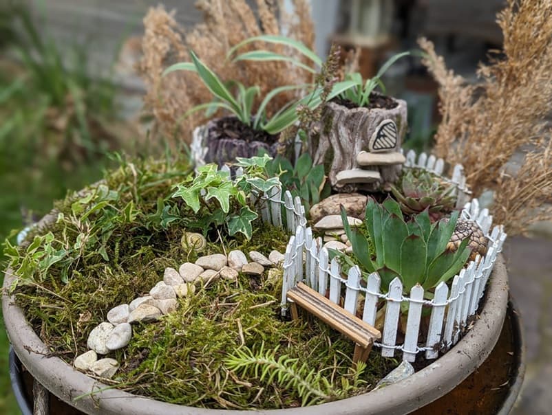 Spider Plant Baby Fairy Garden Misting Propagation Setup spider plant babies placed in a fairy garden using a misting propagation method without water