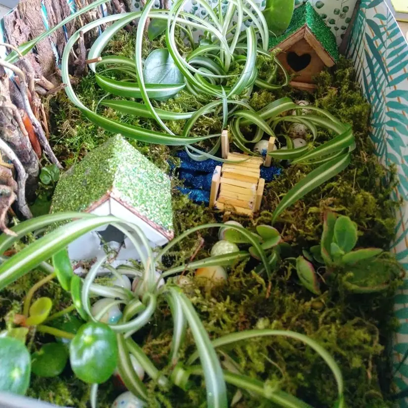 Spider Plant Baby Fairy Garden Misting Propagation Setup spider plant babies growing in fairy garden using misting propagation method without water