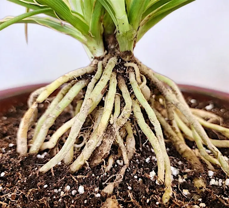 Spider Plant Bonsai Exposed Root Structure Close-Up close up of spider plant bonsai exposed roots exposed above soil showing root training and structure development