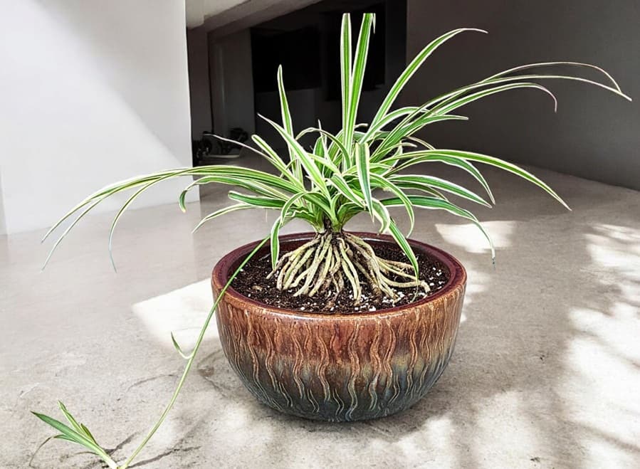 spider plant bonsai with exposed roots growing in shallow pot indoors showing root training method