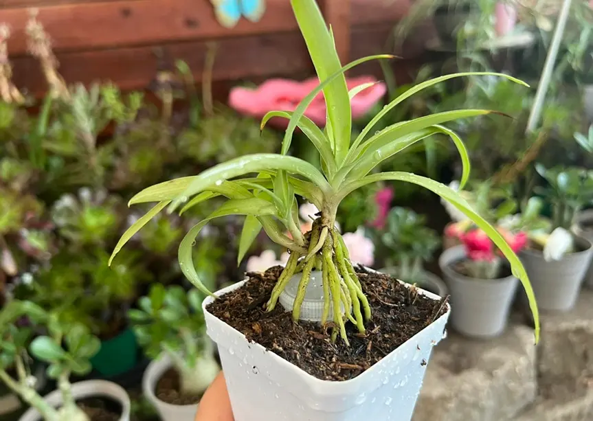 Spider Plant Bonsai Root Training Early Stage spider plant bonsai root training setup with young plant developing exposed roots in soil