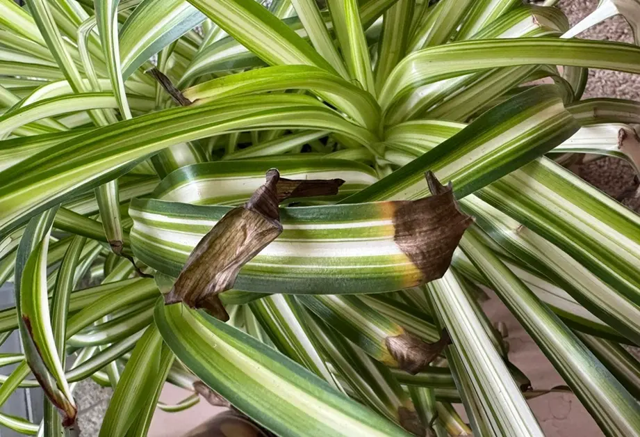 Spider Plant Brown Tips Close-Up Spider plant with brown leaf tips caused by water quality or salt buildup or underwatering