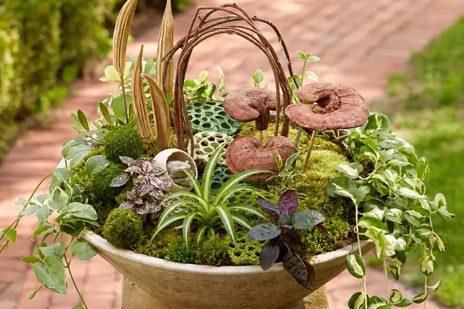 Spider Plant Baby Fairy Garden Propagation Setup spider plant babies placed in a fairy garden using a misting propagation method without water
