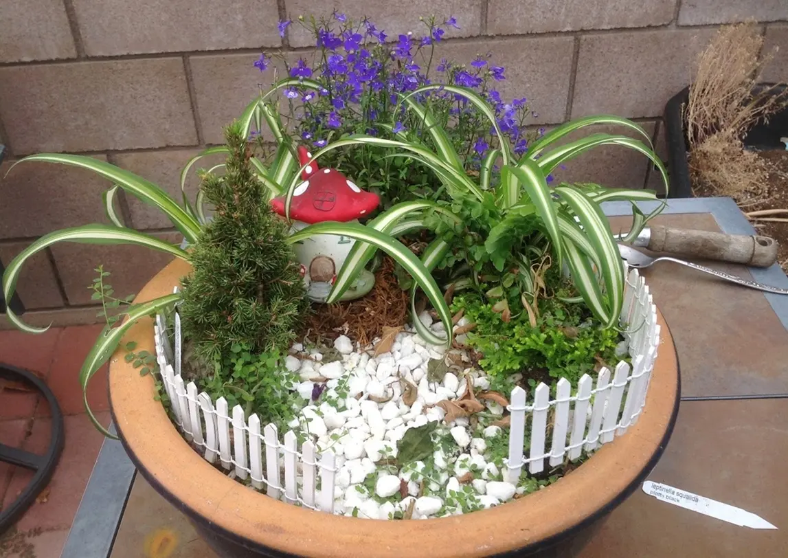 spider plant fairy garden with baby spider plants rooting in soil through misting propagation