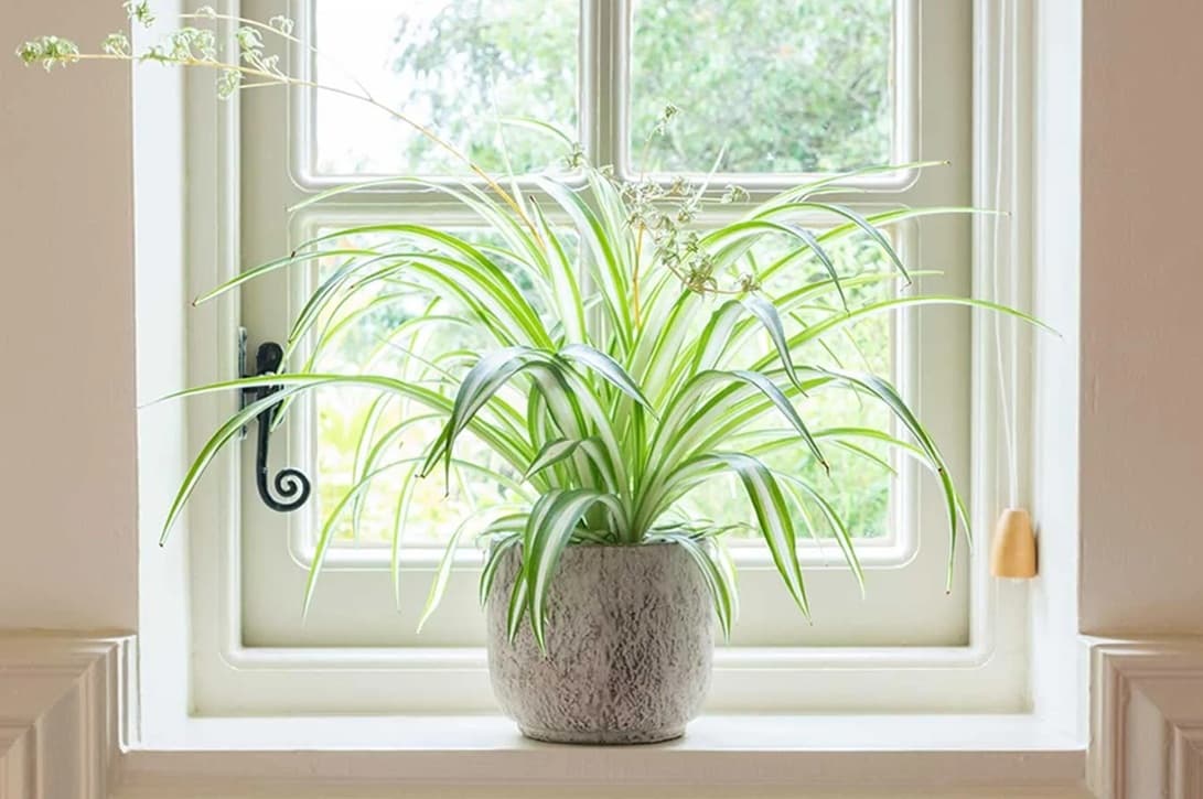 spider plant placed near window for feng shui energy flow balance and positive home placement