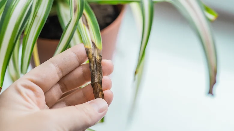 How to Fix Brown Tips on a Spider Plant Spider plant brown leaf tips being trimmed to fix damage