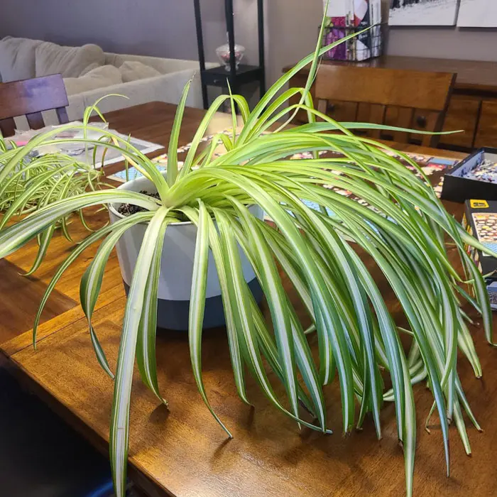 Spider plant with long limp flopping leaves in a gray pot on a wooden table showing signs of stress.