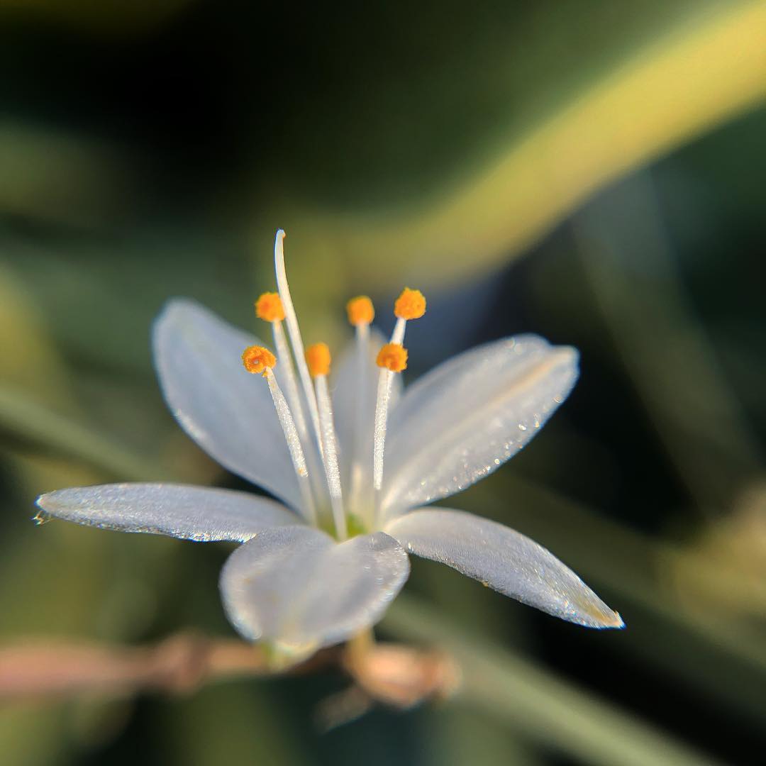 close up spider plant flower with pollen