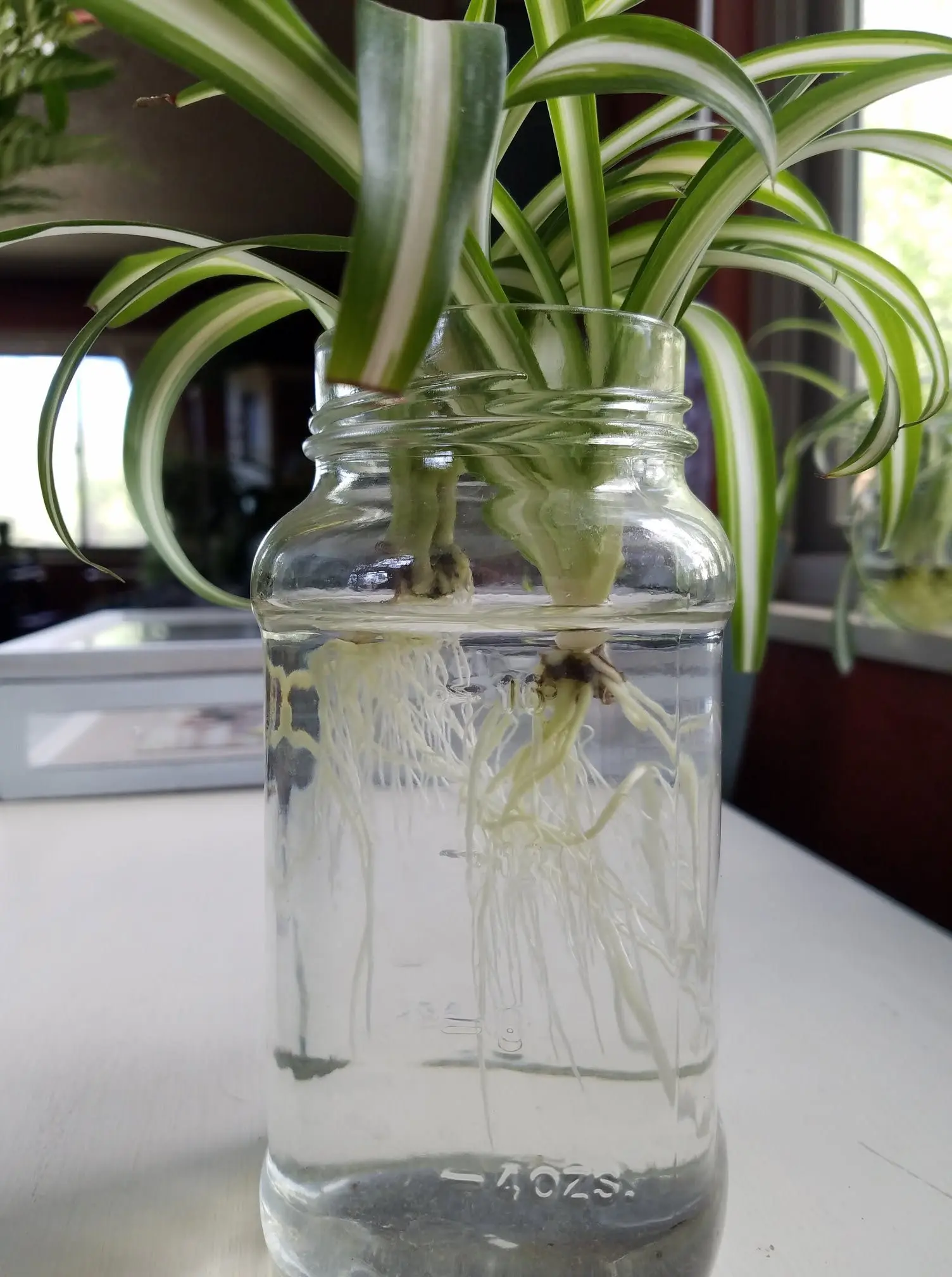 Healthy spider plant growing in a mason jar filled with water, showing strong white roots developing without soil.