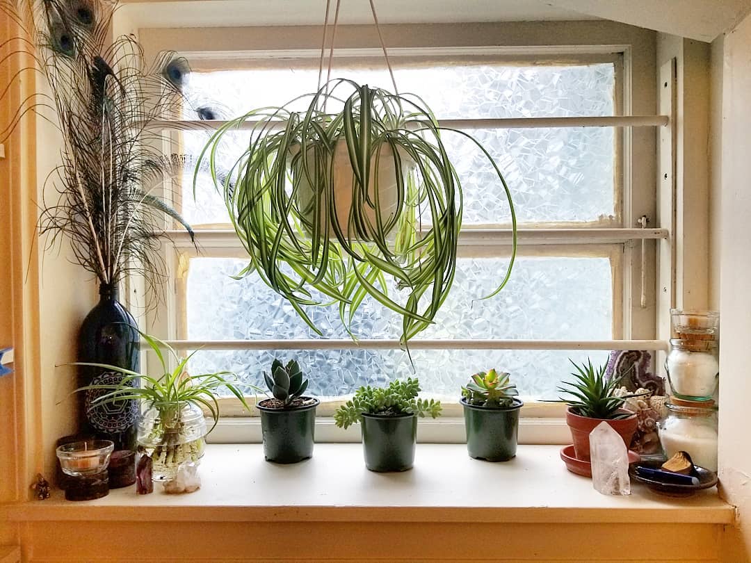 Large hanging spider plant in a bathroom window with cascading green leaves, a baby spider plant rooting in water, and small potted plants on the windowsill.