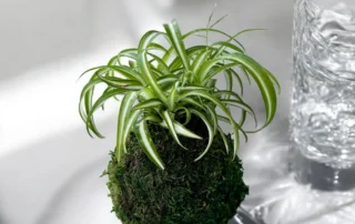 Spider plant growing in a kokedama moss ball displayed as Japanese living art.