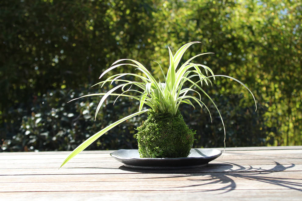 Spider plant growing in a Japanese kokedama moss ball displayed on a decorative plate.