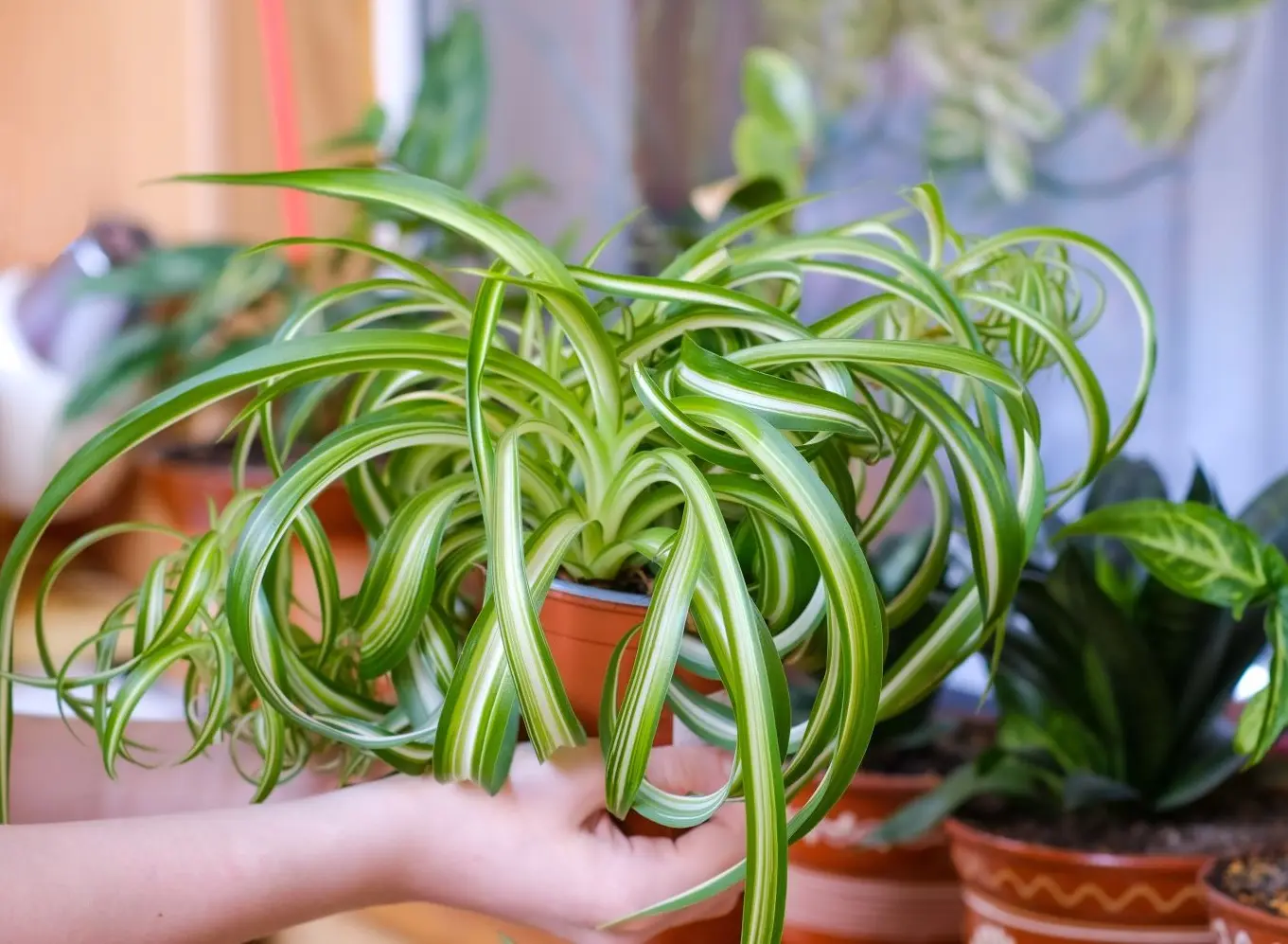Healthy Curly Spider Plant Care Example Close-up of a healthy curly spider plant with vibrant variegated leaves indoors