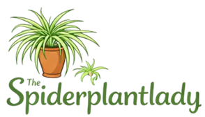 The Spider Plant Lady logo with spider plant illustration for indoor plant care website