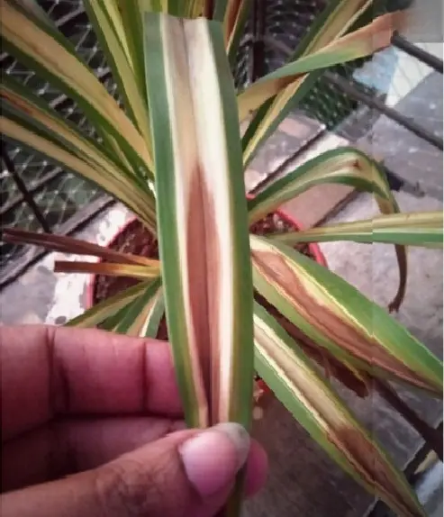 Close-up of spider plant leaf with brown center streak from sunburn damage