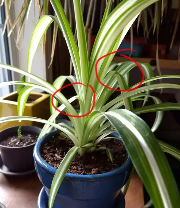Spider plant in blue pot with leaves bending and creasing near the base, highlighted with red circles.