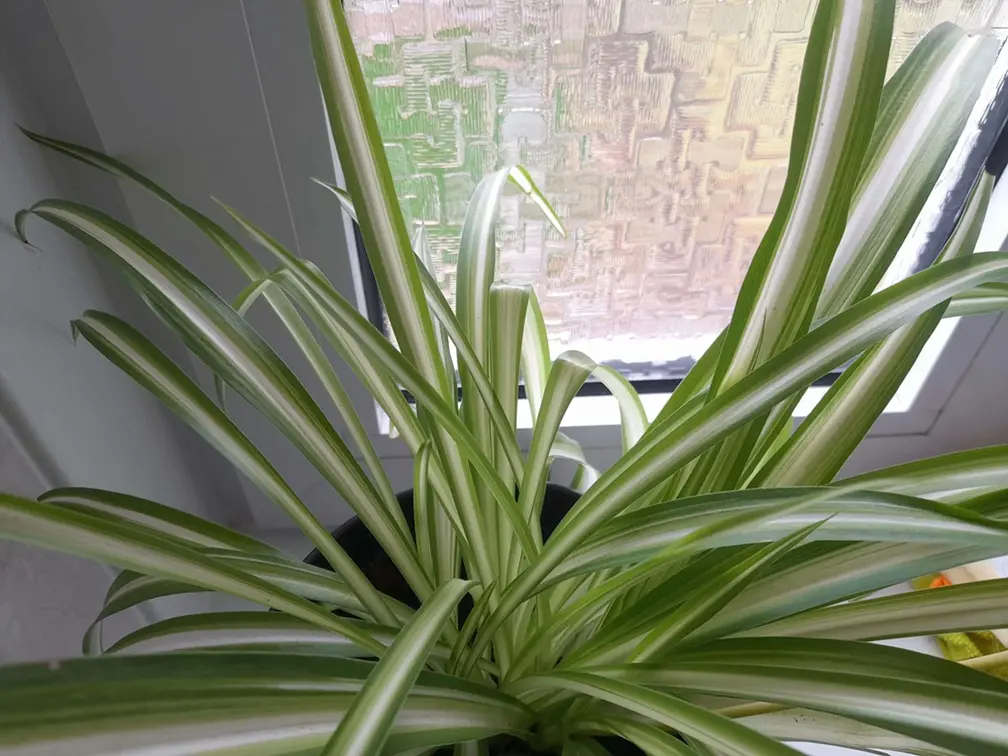 Spider plant with long green variegated leaves showing natural bends and healthy upright growth near a bright window.