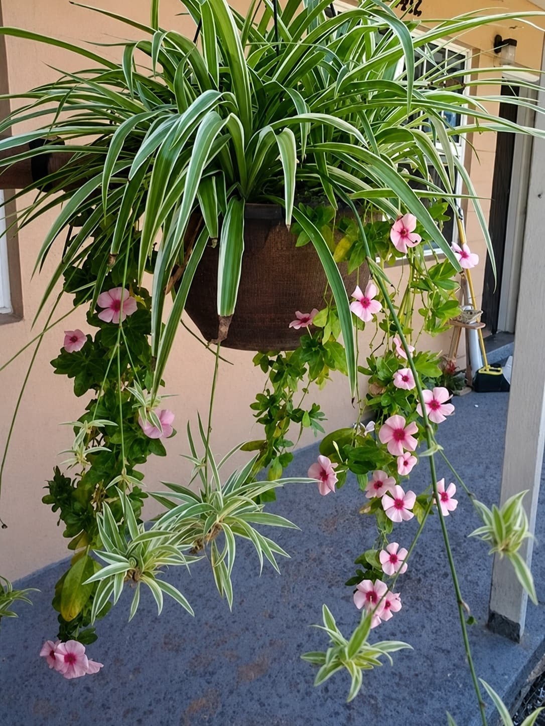 Spider plant mixed hanging basket with pink vinca flowers
