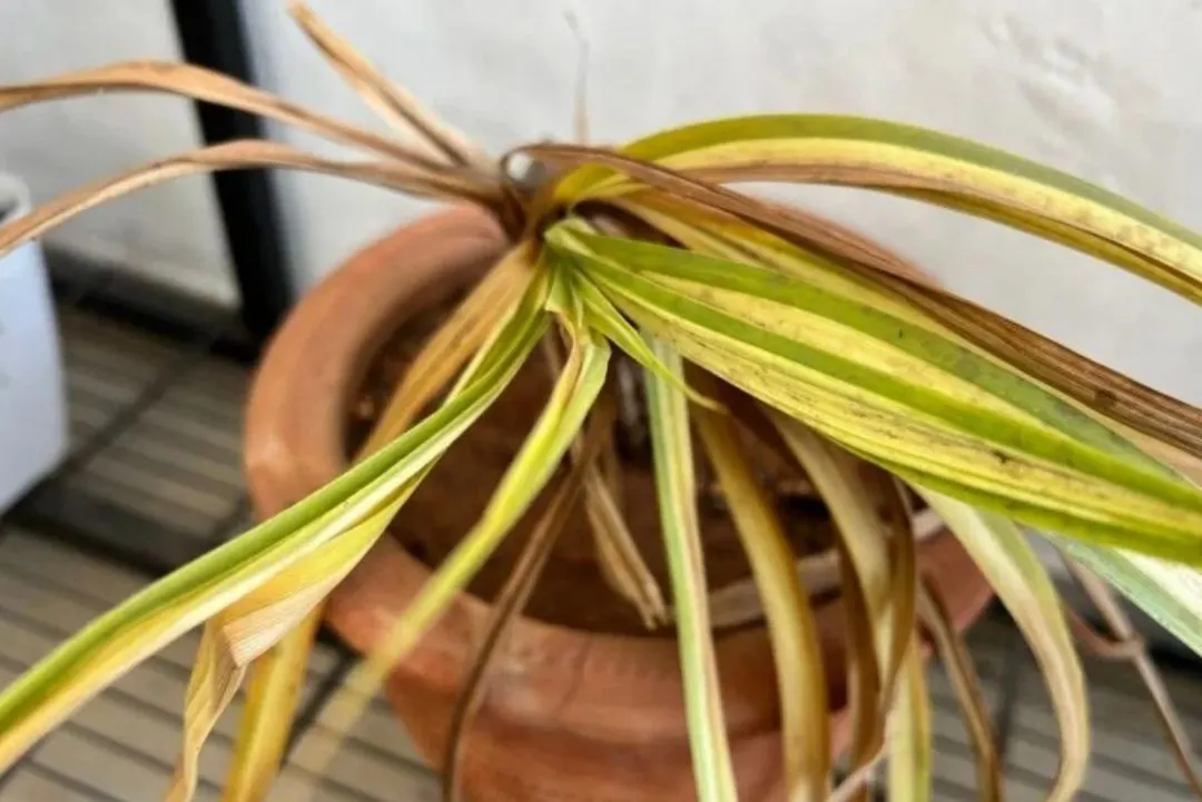 Spider plant showing yellowing leaves as a common plant care problem