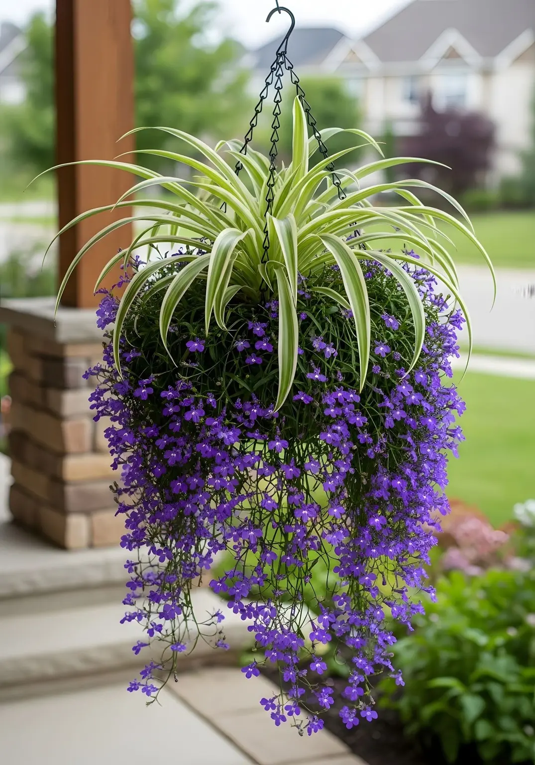 How to Create Beautiful Mixed Hanging Baskets With Spider Plants