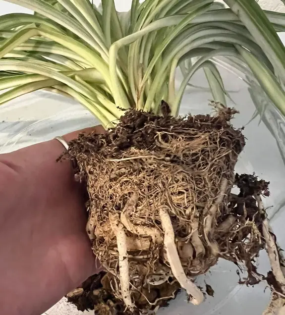 Unhealthy Spider Plant Roots – Root Rot Root bound spider plant with brown root rot