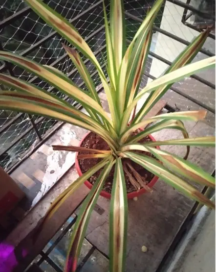 Spider plant with brown streaks on leaves caused by too much direct sunlight