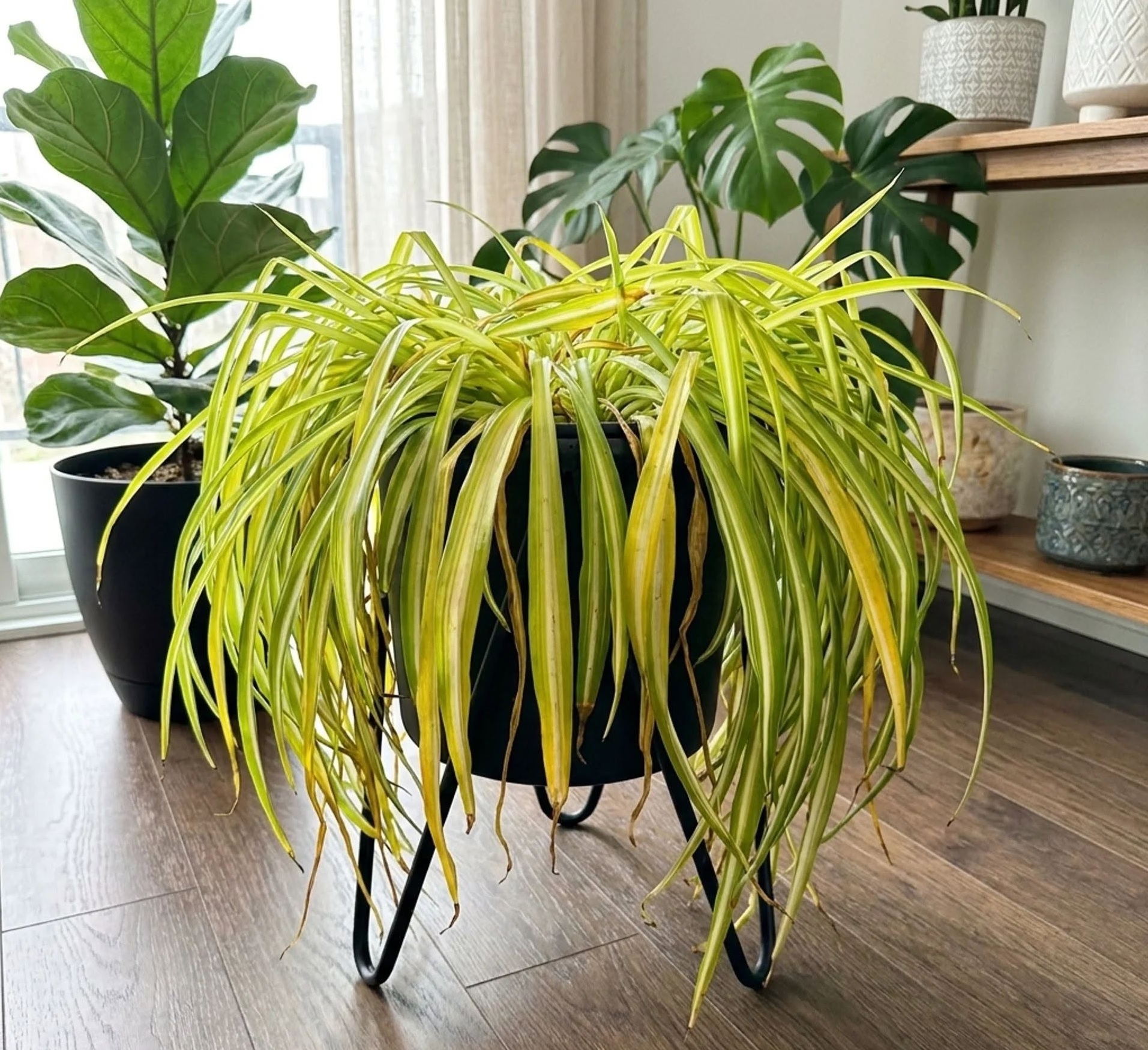 Large spider plant with yellowing leaves and brown tips in a black pot near a window