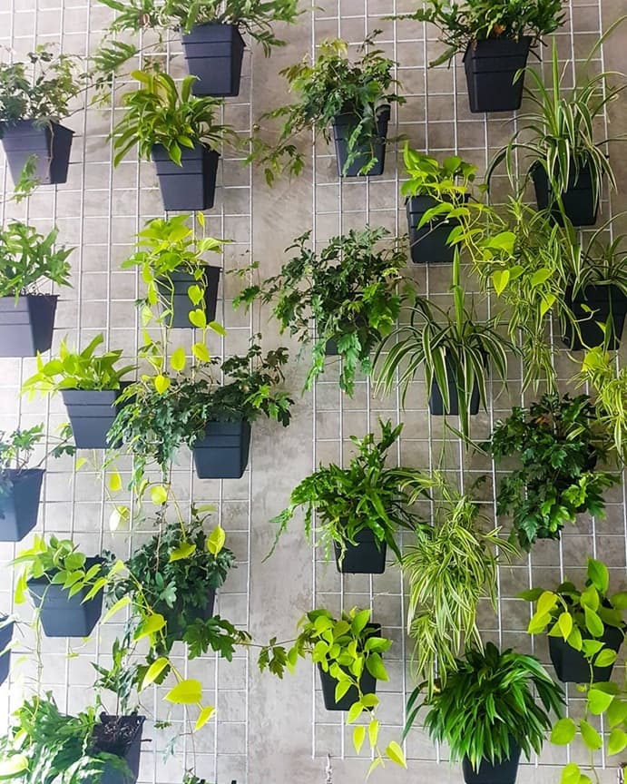 Spider plant wall display with grid planters and trailing indoor plants