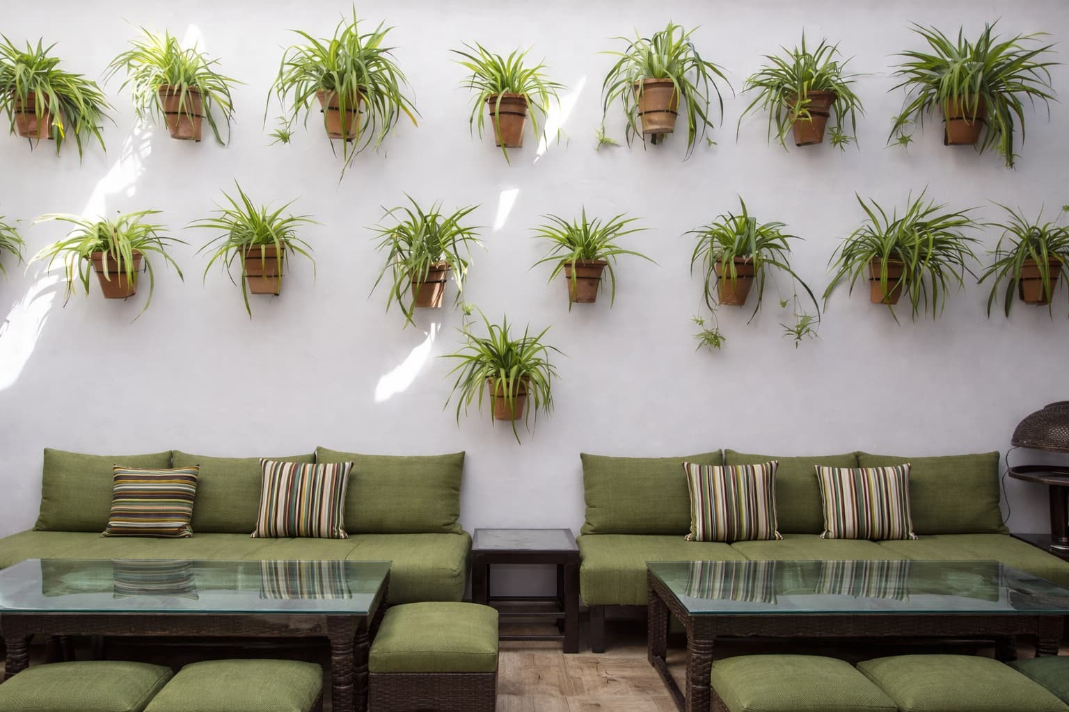 Spider plant wall styling with multiple wall-mounted plants in a living room