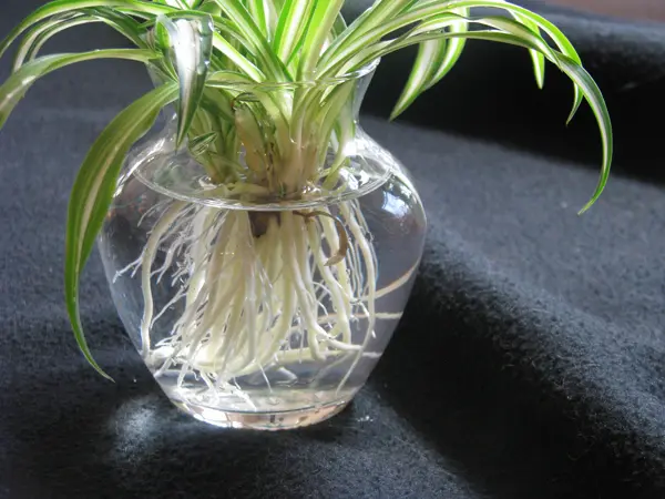 Spider plant growing in a clear glass vase with healthy white roots suspended in water.