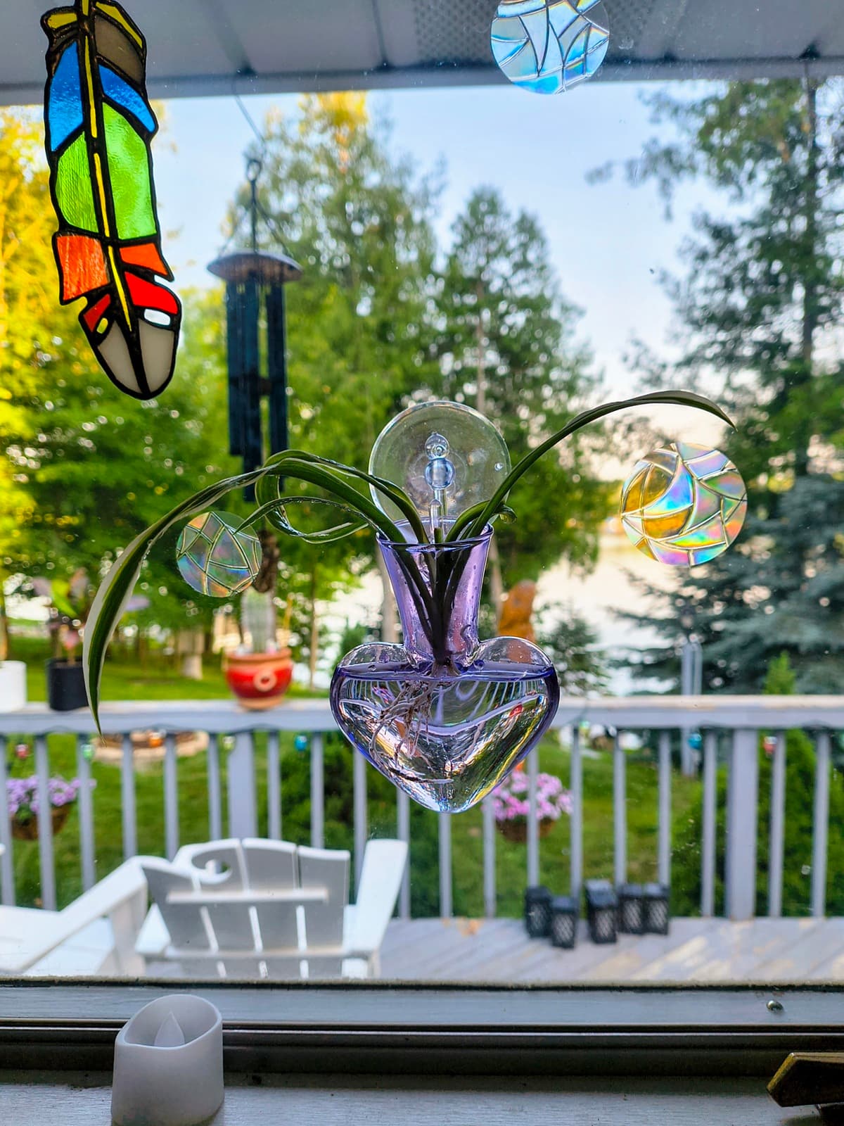 Spider plant baby rooting in a purple heart-shaped glass window propagation vase at sunset.