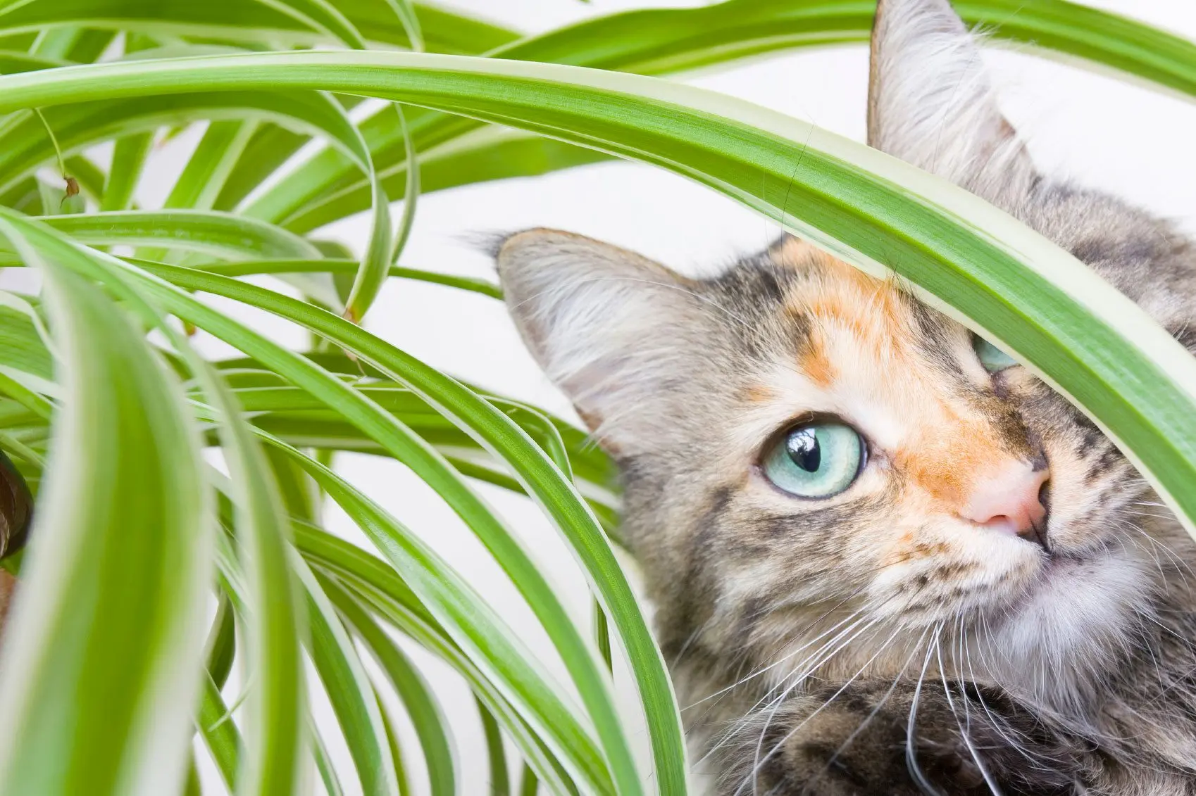 Spider Plants Safe for Cats and Dogs Cat surrounded by spider plant leaves showing spider plants are safe for cats and dogs indoors