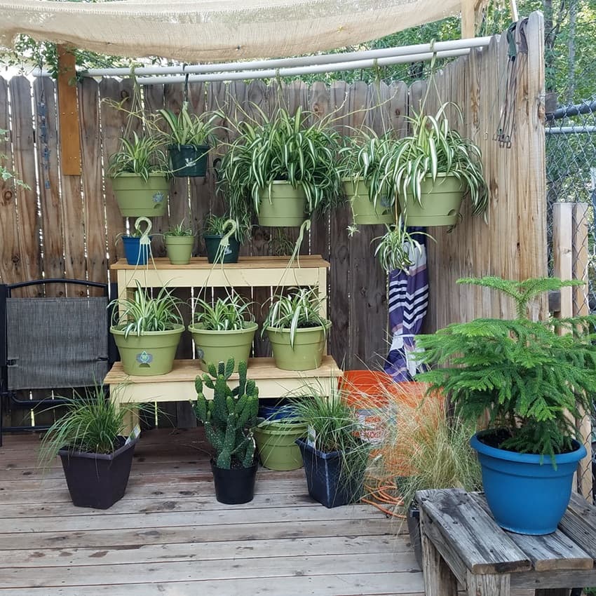 Spider plants growing outdoors under a burlap shade cover that filters sunlight