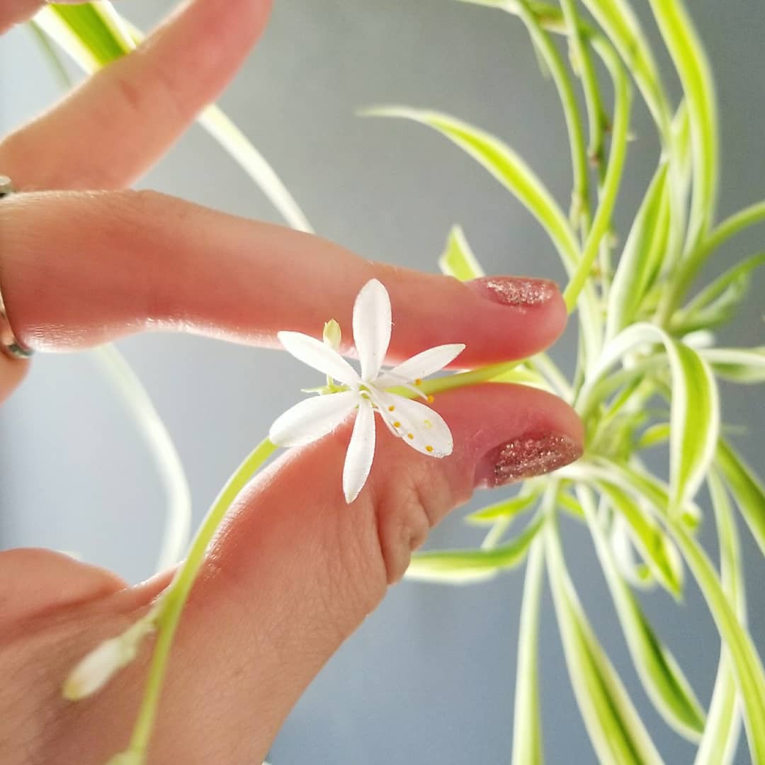 spider plant flower close up in hand showing white bloom