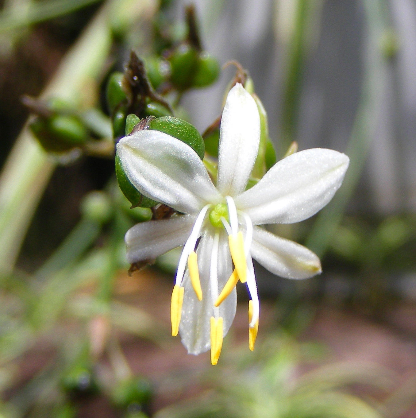 healthy spider plant white flower bloom