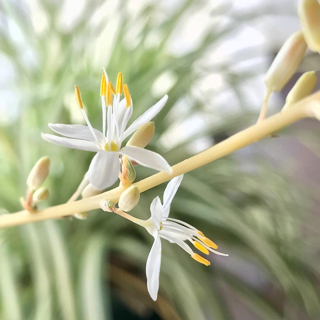 Spider Plant Flower Macro Detail: Spider plant producing small white flowers along a long stem, which later develop into baby spider plants (spiderettes)