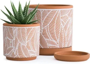 decorative terracotta pots with drainage for spider plants