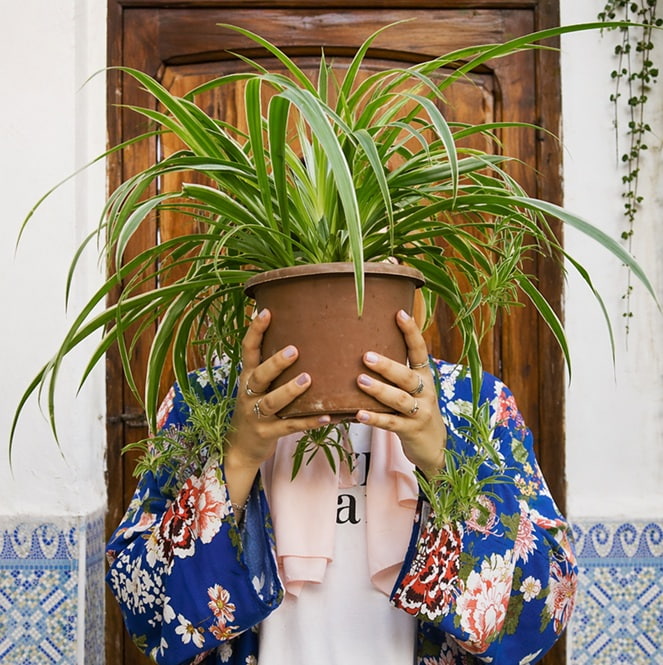 The Spider Plant Lady Social Media Avatar The Spider Plant Lady holding a large healthy spider plant in a fun profile photo