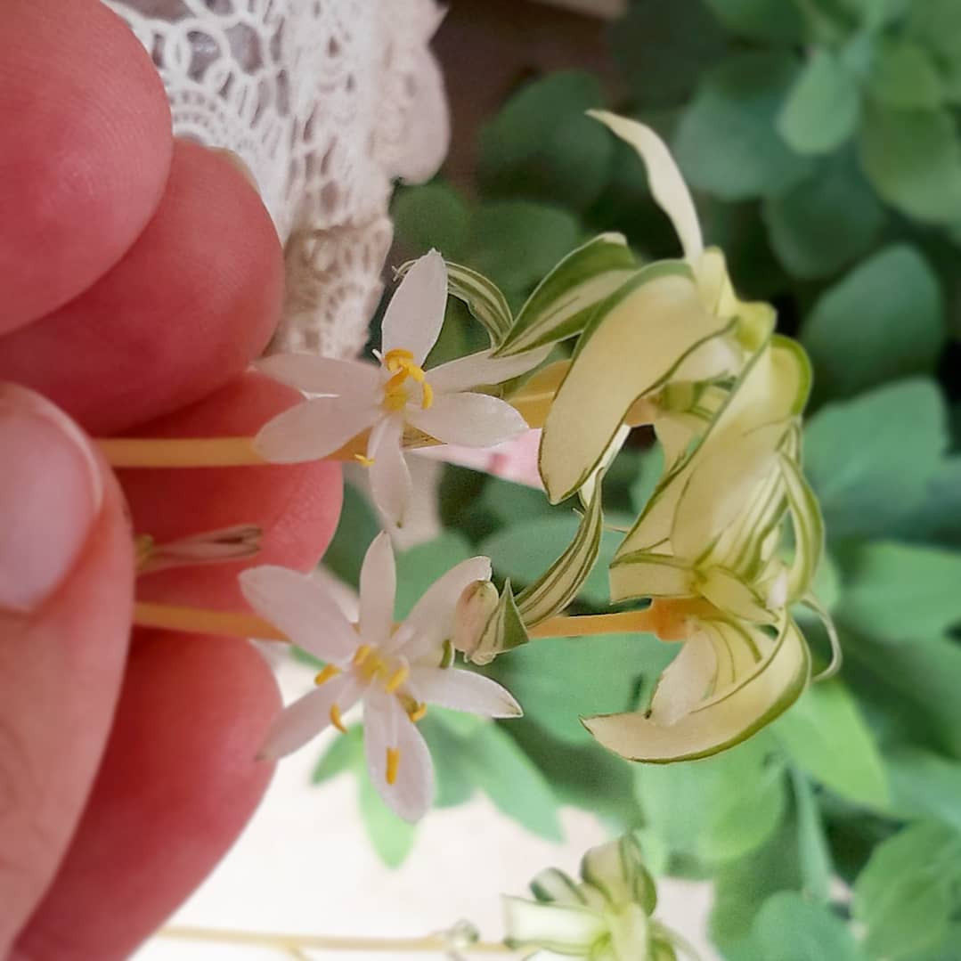 spider plant flowers growing on stem