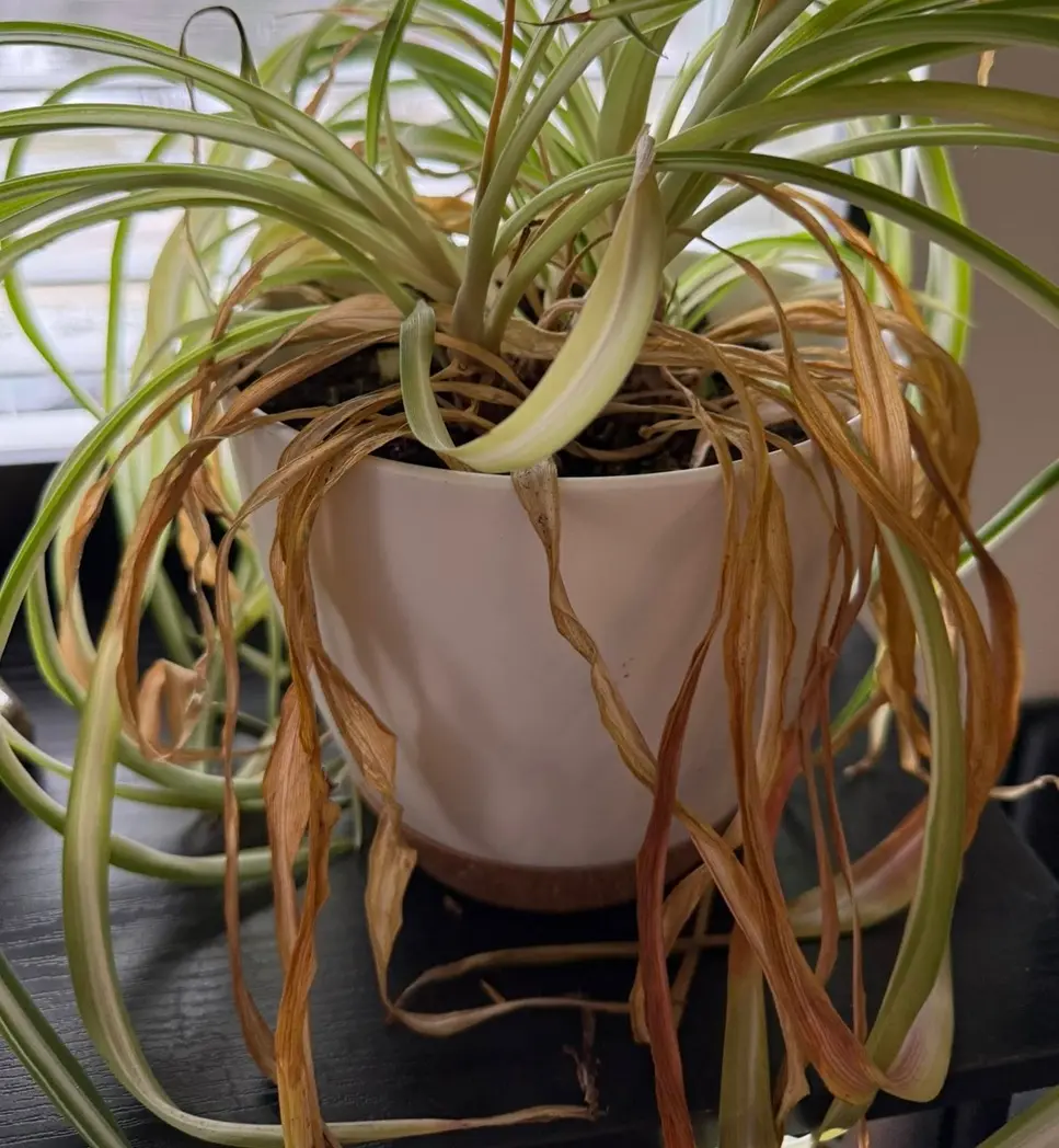 Underwatered Spider Plant with Dry and Curled Leaves Underwatered spider plant with dry, curled and browning leaves in indoor pot