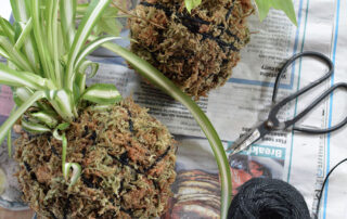 Spider plant and moss ball materials used to make a DIY kokedama.