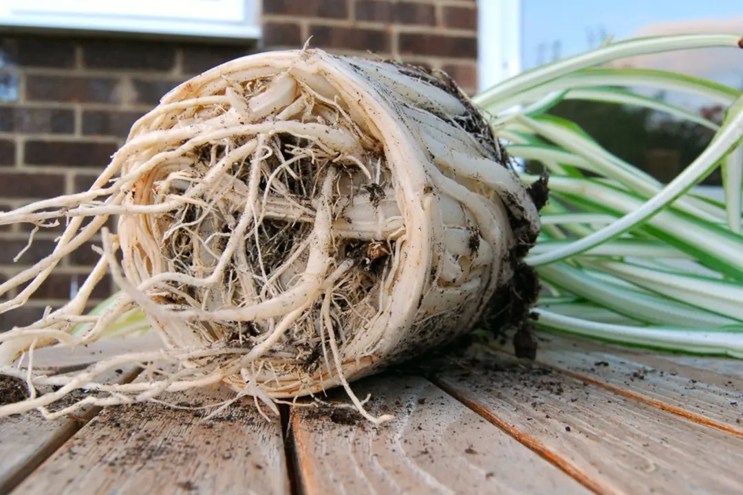 root bound spider plant with thick white roots showing it needs repotting