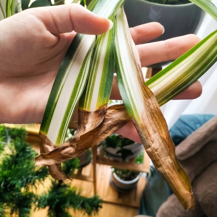 Why Spider Plant Leaf Tips Turn Brown Spider plant with brown leaf tips caused by water quality or salt buildup or underwatering