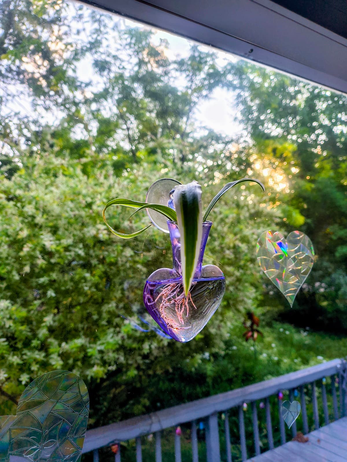 Close-up of a spider plant baby rooting inside a purple heart-shaped glass propagation vase.