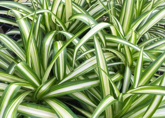 Zebra spider plant with striped green and white leaves growing outdoors in bright indirect sunlight